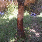 gnawed-tree