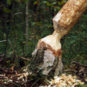 Gnawed-tree-Knapdale ©Scottish Beaver Trial